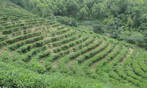 药种植与气候条件的关系-光照